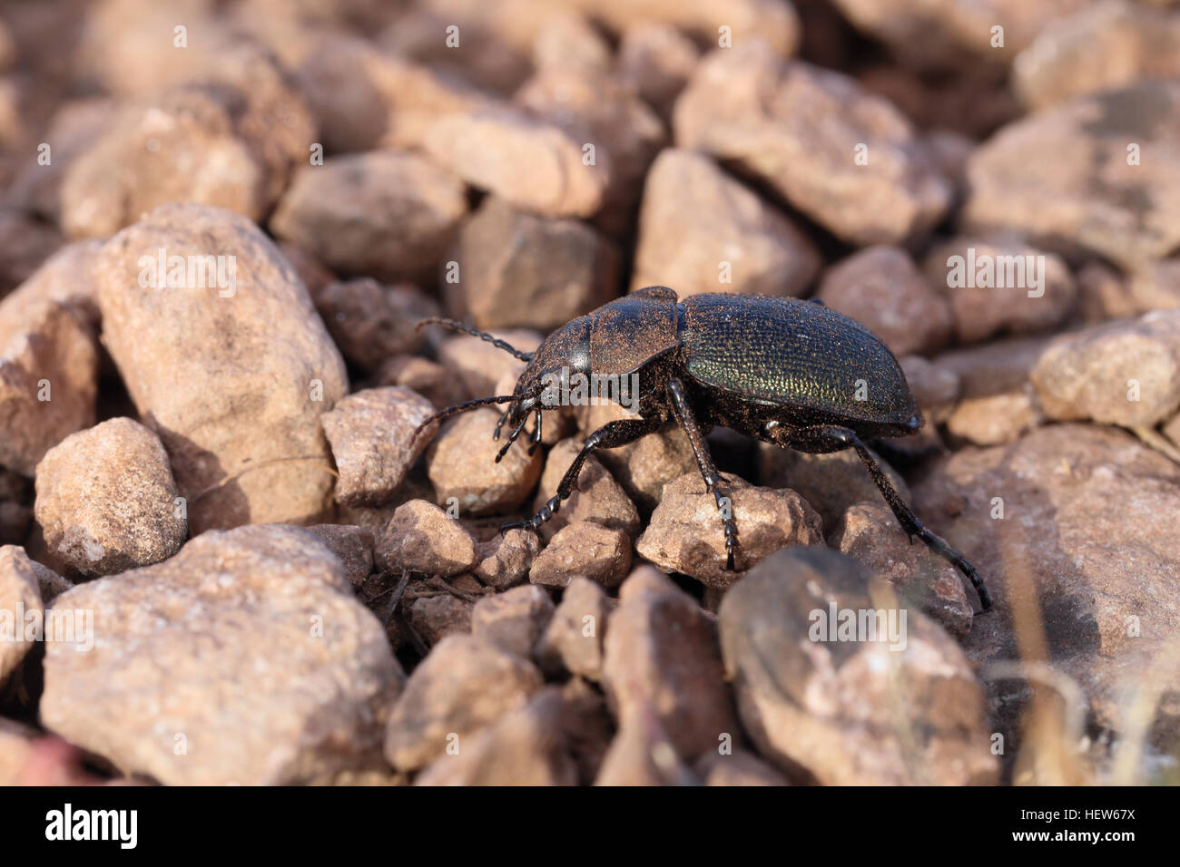 The very rare ground beetle species Callisthenes reticulatum (male) on Stora Alvaret on Öland in Sweden. Stock Photo