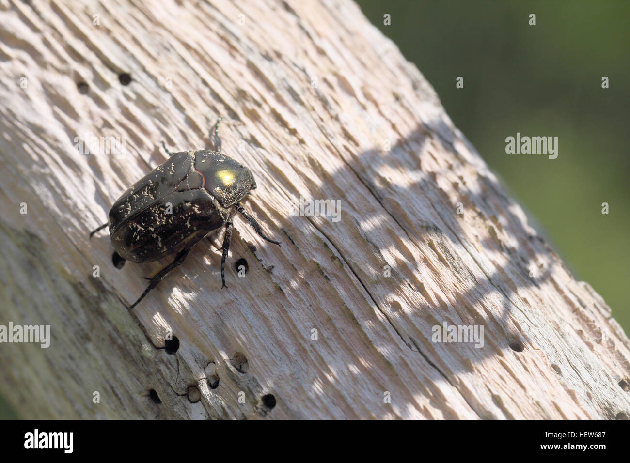 Marbled Rose Chafer (Liocola marmorata / Protaetia lugubris) photographed at Horns Kungsgård, Öland, Sweden Stock Photo