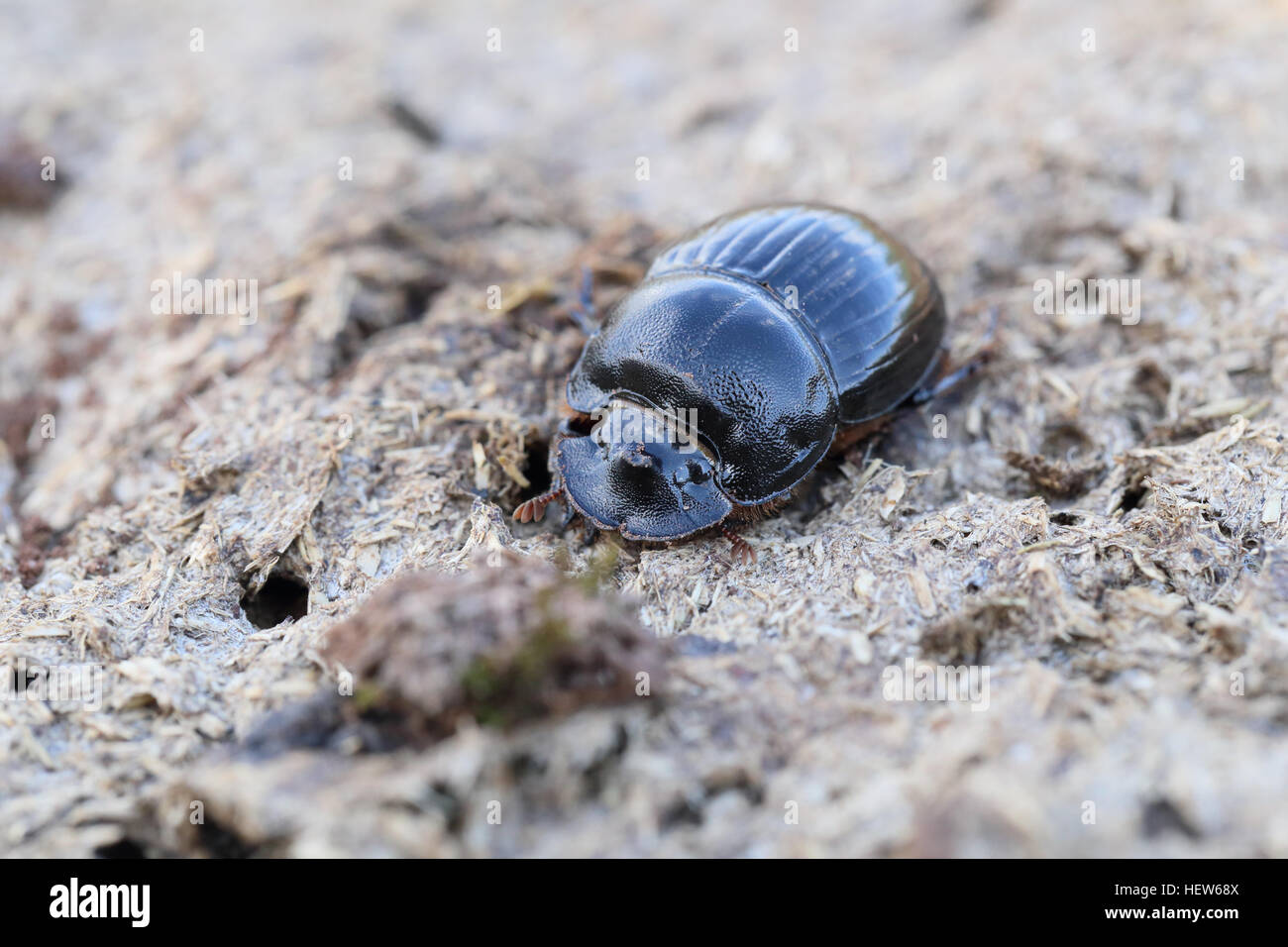 Horned Dung Beetle (Copris lunaris). Photographed on Öland, Sweden Stock Photo