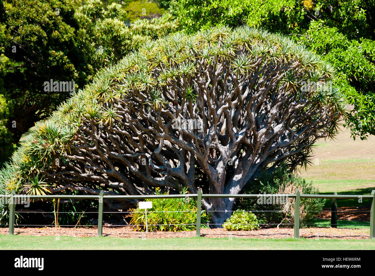 Dragon's Blood Tree - Sydney Botanical Garden - Australia Stock Photo
