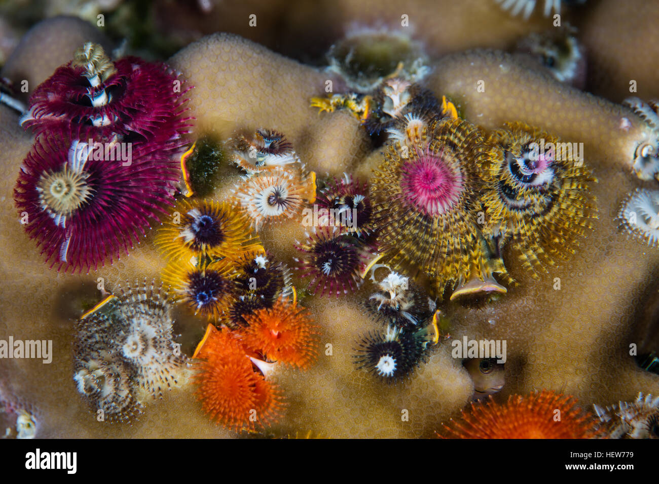 Colorful Christmas tree worms (Spirobranchus giganteus) grow on a coral