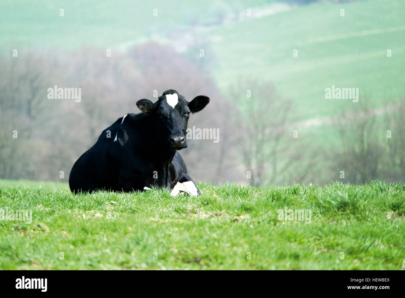 Holstein cow lying hi-res stock photography and images - Alamy