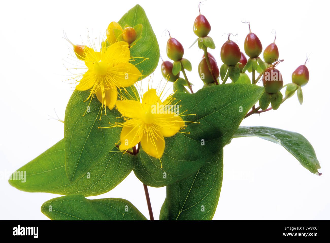 St. John's Wort (Hypericum perforatum) flowers, berries and leaves Stock Photo