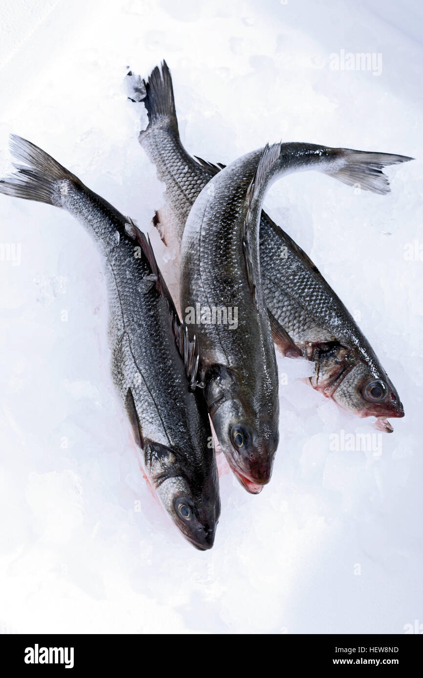 Three temperate basses on crushed ice Stock Photo