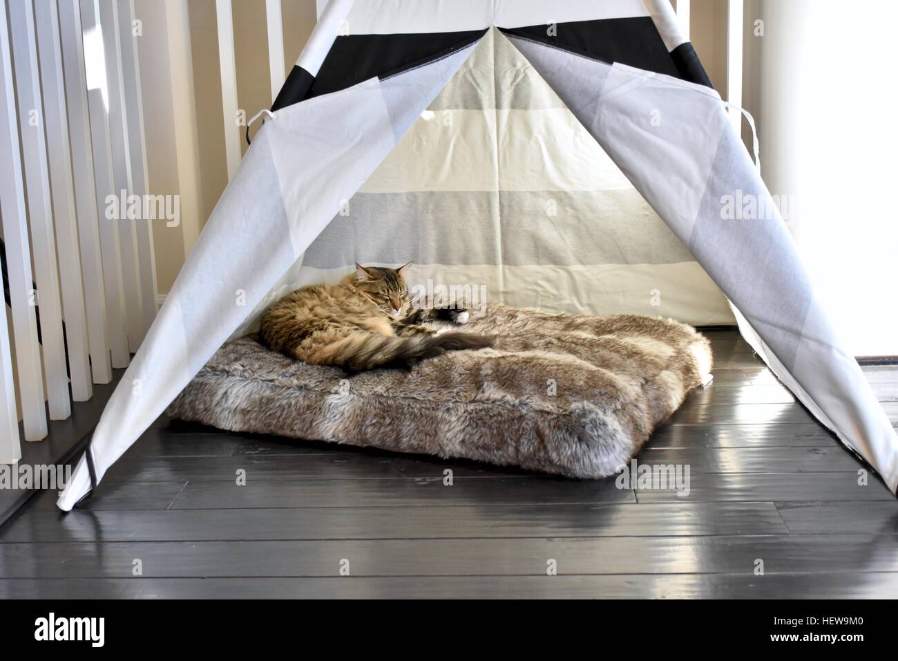 A cat laying on his cat bed under his black and white striped cat house in a modern home Stock Photo