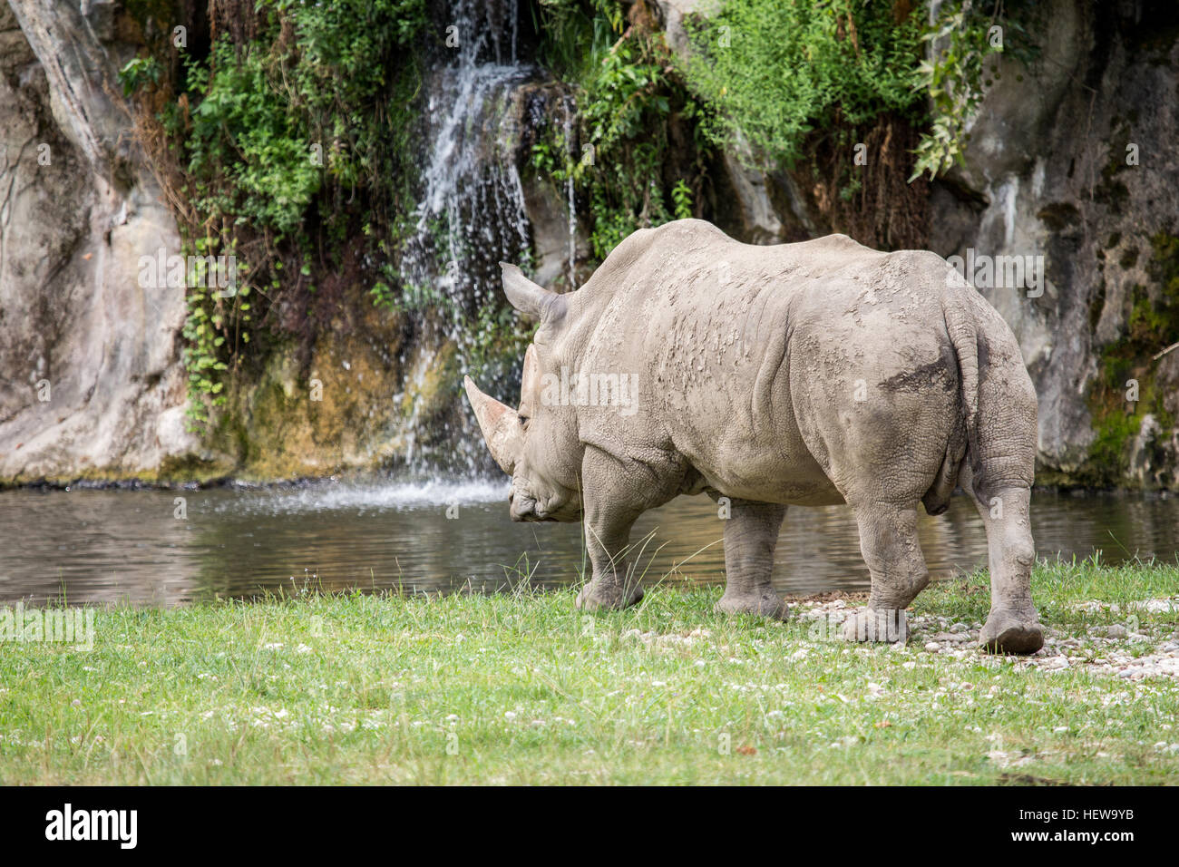 A white rhinoceros or square-lipped rhinoceros, Ceratotherium simum, approaching to a pond. Rhinos drink twice a day if water is available, but they c Stock Photo