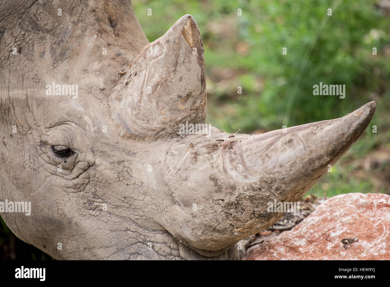 Closeup of the two horns of a white rhinoceros or square-lipped rhinoceros, Ceratotherium simum. Rhino horn can fetch tens of thousands of dollars per Stock Photo