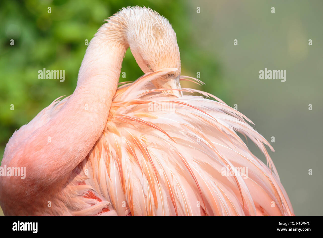 A chilean flamingo, Phoenicopterus chilensis, with the bill hidden in the feathers of the back. The plumage of this large bird is pinker than the grea Stock Photo