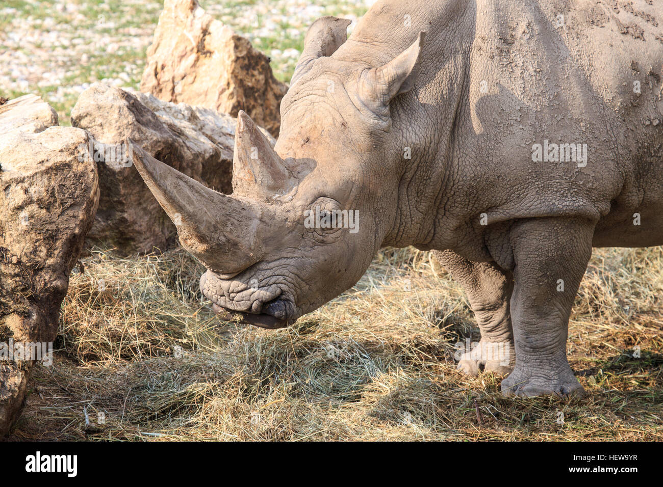 Portrait of a white rhinoceros or square-lipped rhinoceros, Ceratotherium simum. On the snout rhinoceros have two horns one behind the other Stock Photo