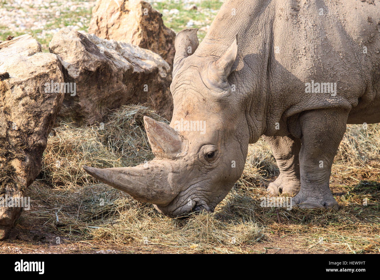 Portrait of a white rhinoceros or square-lipped rhinoceros, Ceratotherium simum. grazing grass.These herbivore grazers are found in grassland and sava Stock Photo