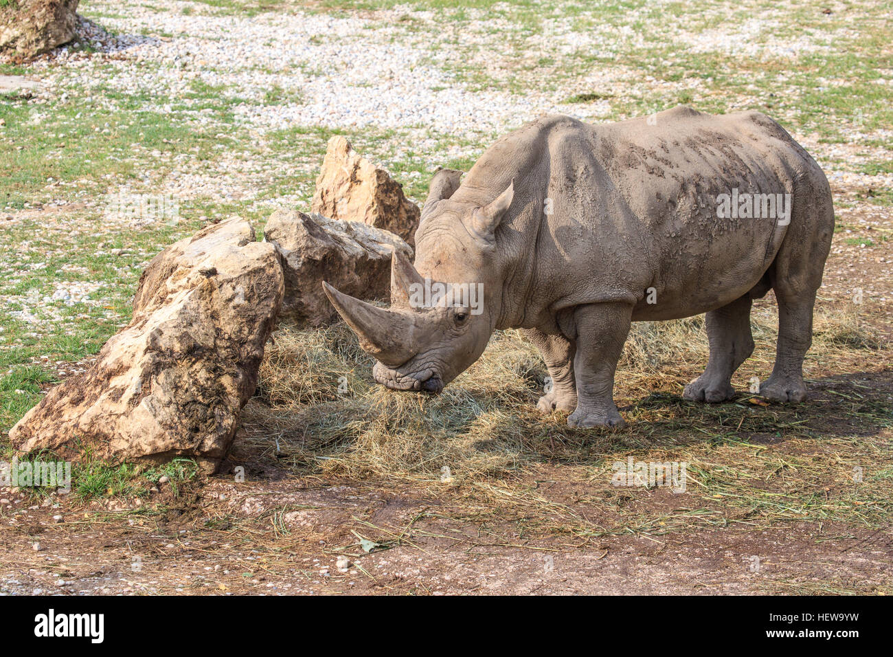 A white rhinoceros or square-lipped rhinoceros, Ceratotherium simum, standing near a stone. This is the largest extant species of rhinoceros Stock Photo