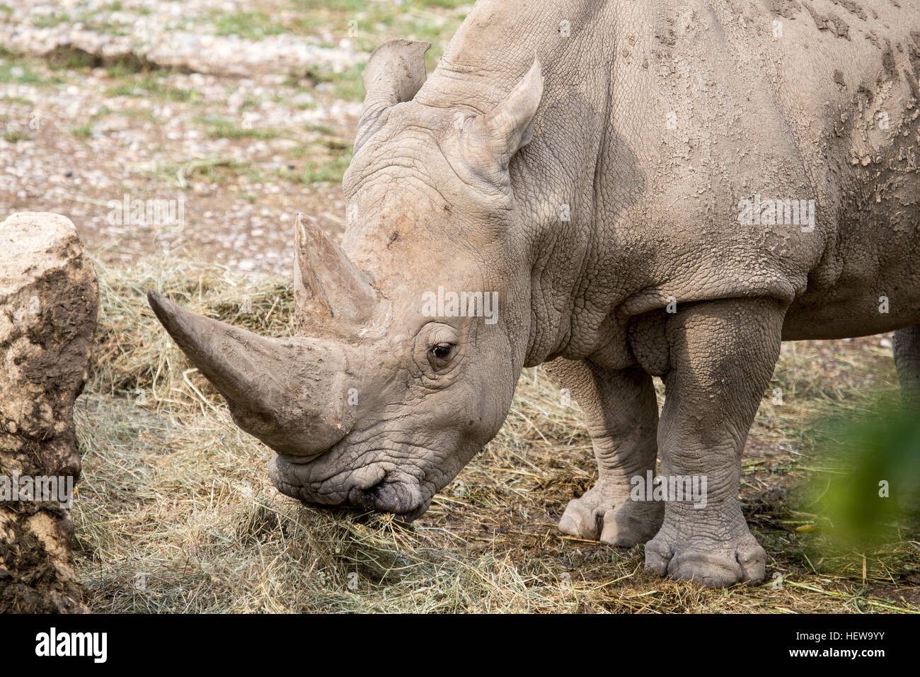 Portrait of a white rhinoceros or square-lipped rhinoceros, Ceratotherium simum. eating grass.This herbivore one of the largest pure grazers and only Stock Photo