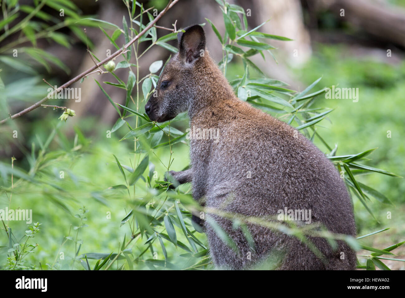 A red necked wallaby or Bennett's wallaby, Macropus rufogriseus, eating in the vegetation. The term wallaby is an informal designation generally used Stock Photo