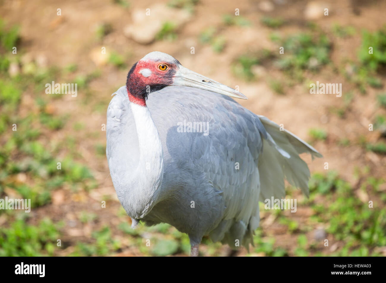 A sarus crane, Grus antigone, a large bird found in the Indian Subcontinent, Southeast Asia and Australia. The bare red skin of the adult's head and n Stock Photo