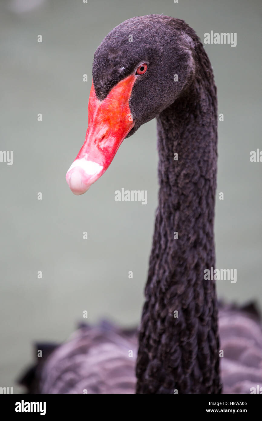 Head and neck of a black swan, Cygnus atratus. This waterbird breeds mainly in the southeast and southwest regions of Australia Stock Photo