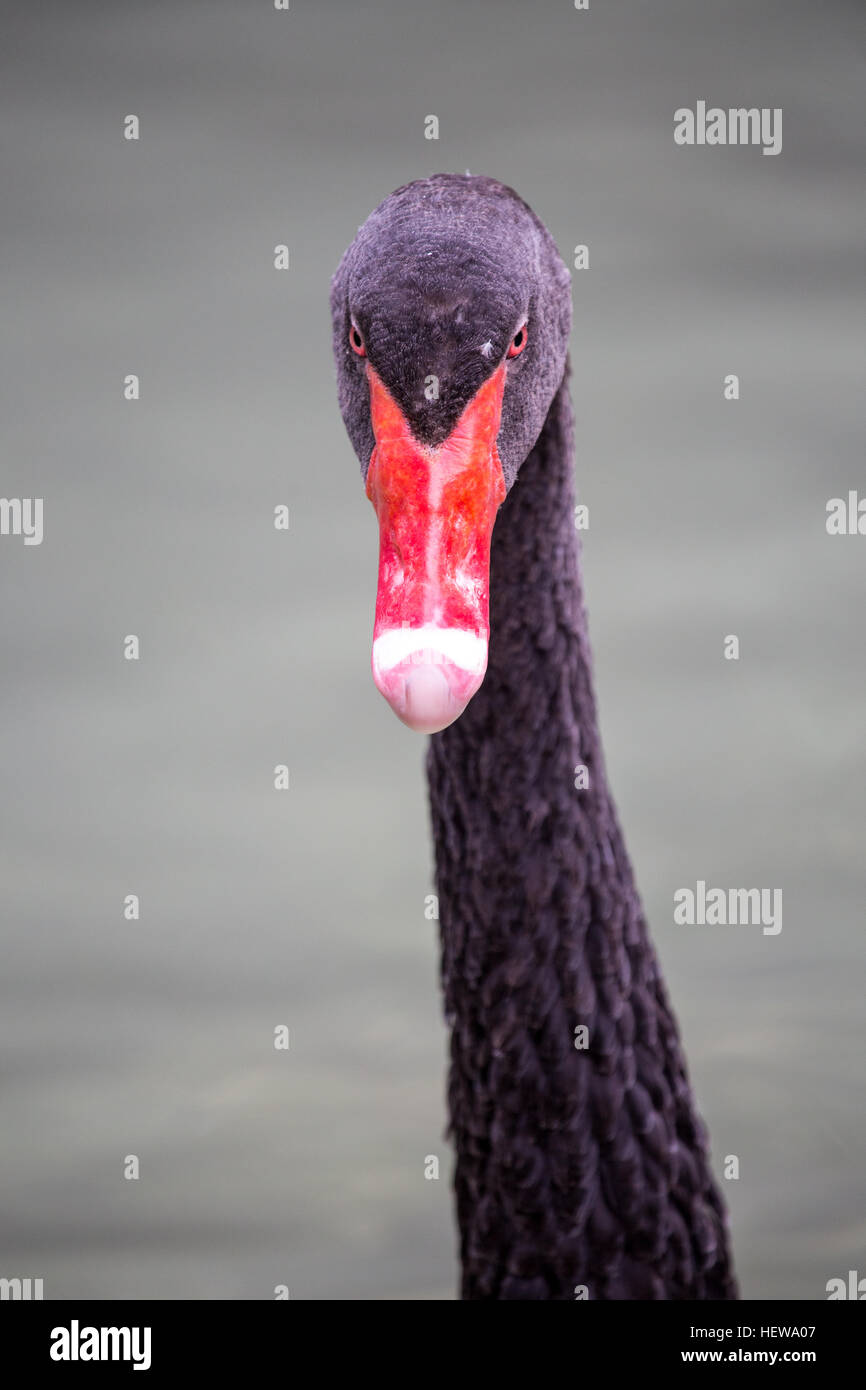 Portrait of a black swan, Cygnus atratus, looking at camera. The bill of this waterbird is bright red, with a pale bar and tip Stock Photo