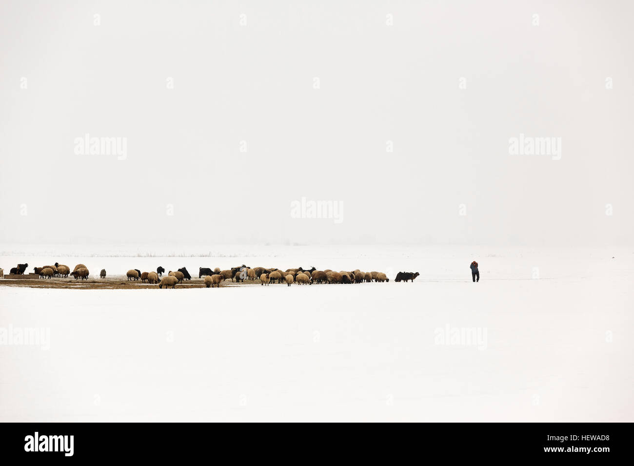 One shepherd feeds the herd of sheep in foggy and snowy environment in winter time Stock Photo
