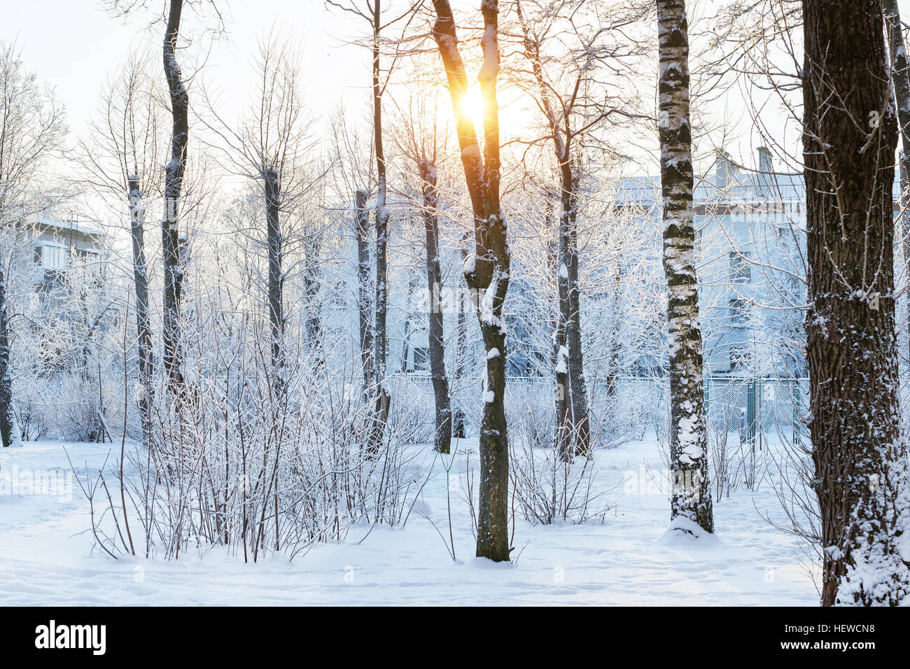 Winter Sunny day in snow Park. Falling snowflakes glare in direct sunlight, streaming through snow covered trees. Consequences of snowfall in urban en Stock Photo