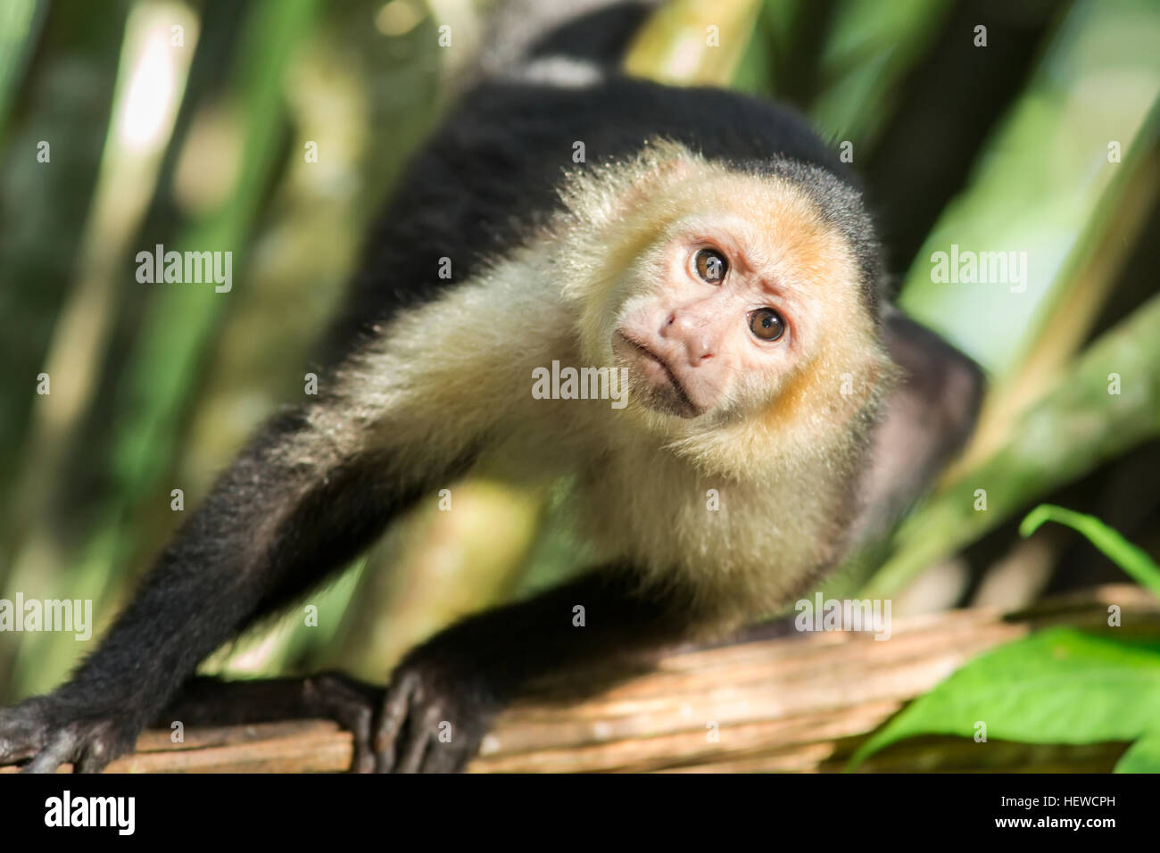 Capuchin White Faced Monkey looking at me. Closeup of face Stock Photo ...