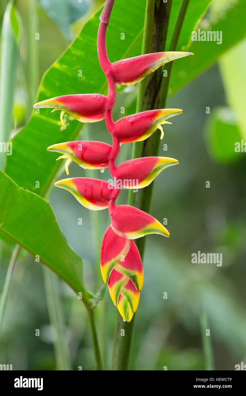 Closeup of a Heliconia, Hanging Lobster Claw, Heliconia rostrata Stock Photo