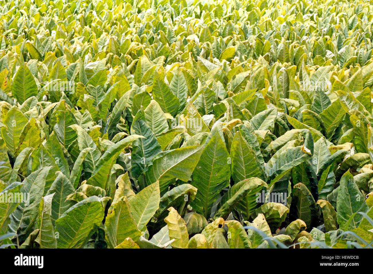 can tobacco cause constipation Constipation after quitting smoking