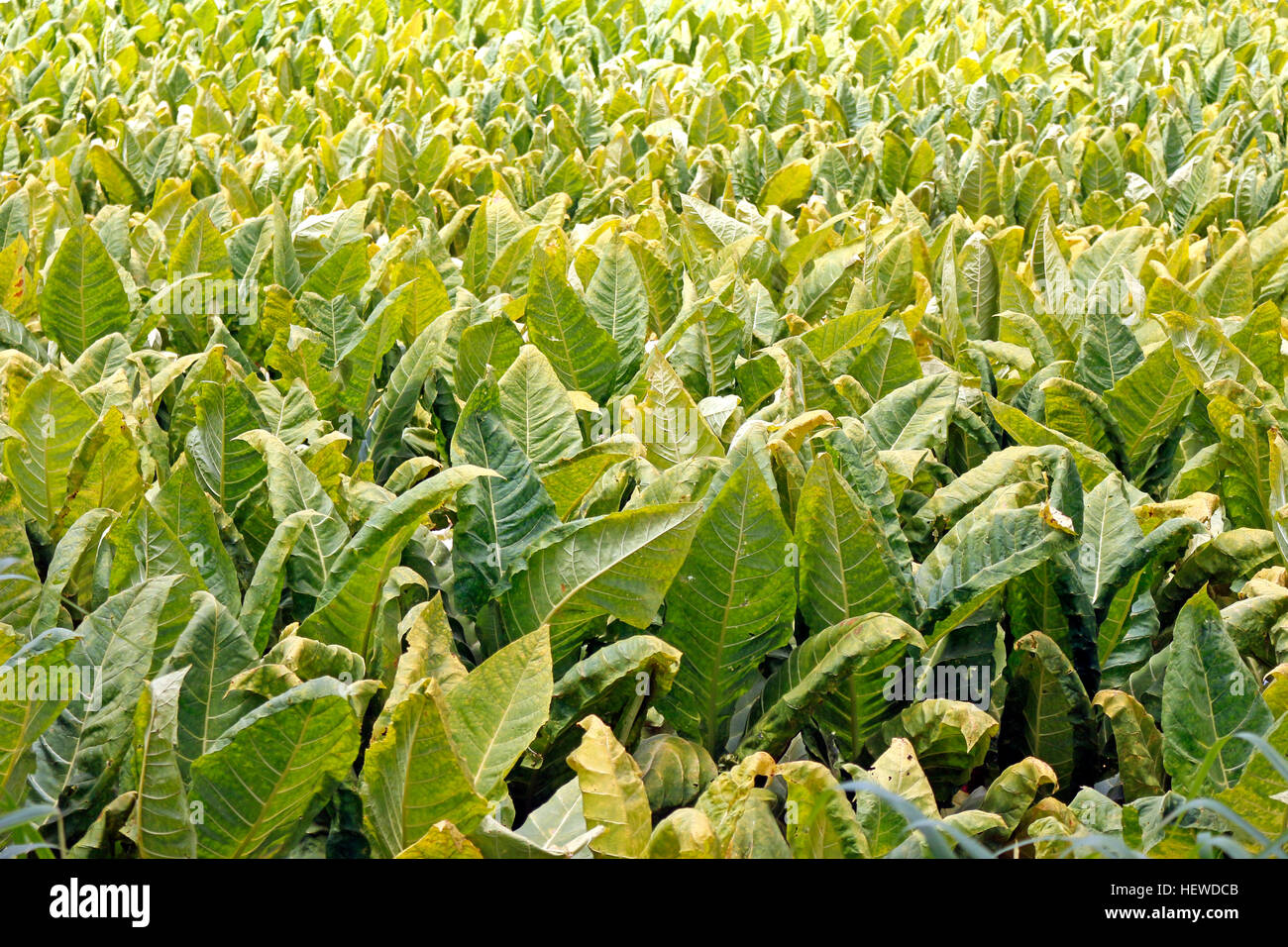 Cultivated in 619 municipalities tobacco has in the South 98% of Brazilian production. Stock Photo