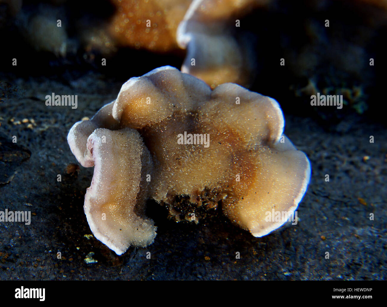 ication (,),Nature,Sony DSLR A580,Tamron 18-270,bracket fungi,fungi Stock Photo