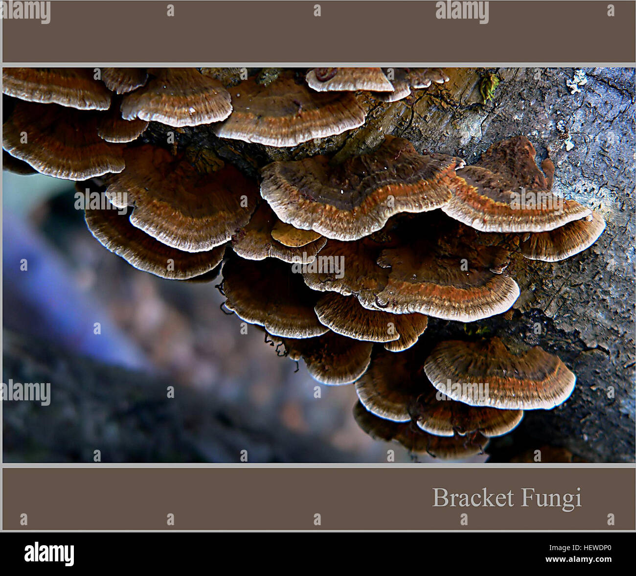 ication (,),:Bracket,fungi Stock Photo