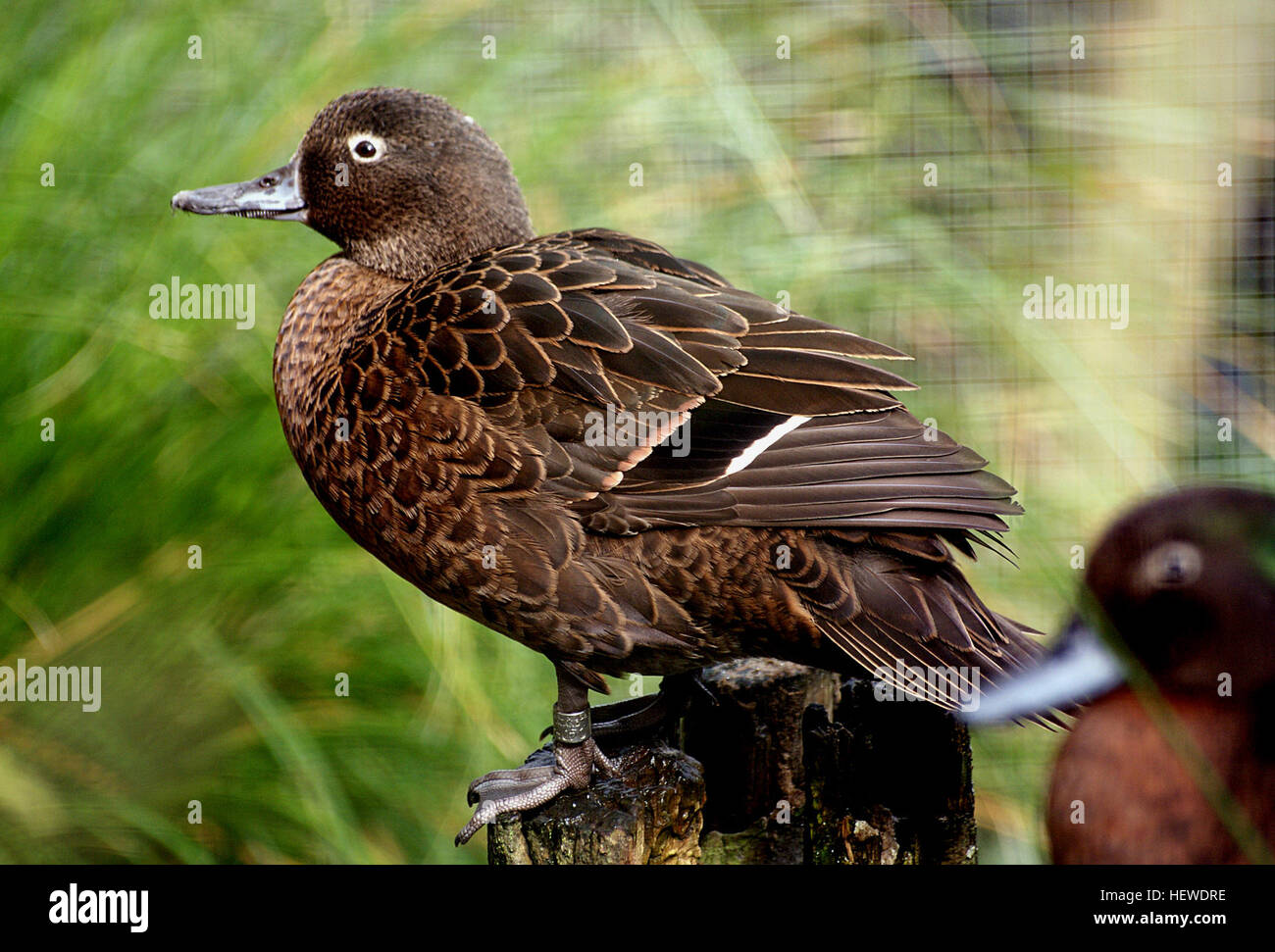 The BrownTeal (Anas chlorotis) or pateke is a small dabbling duck