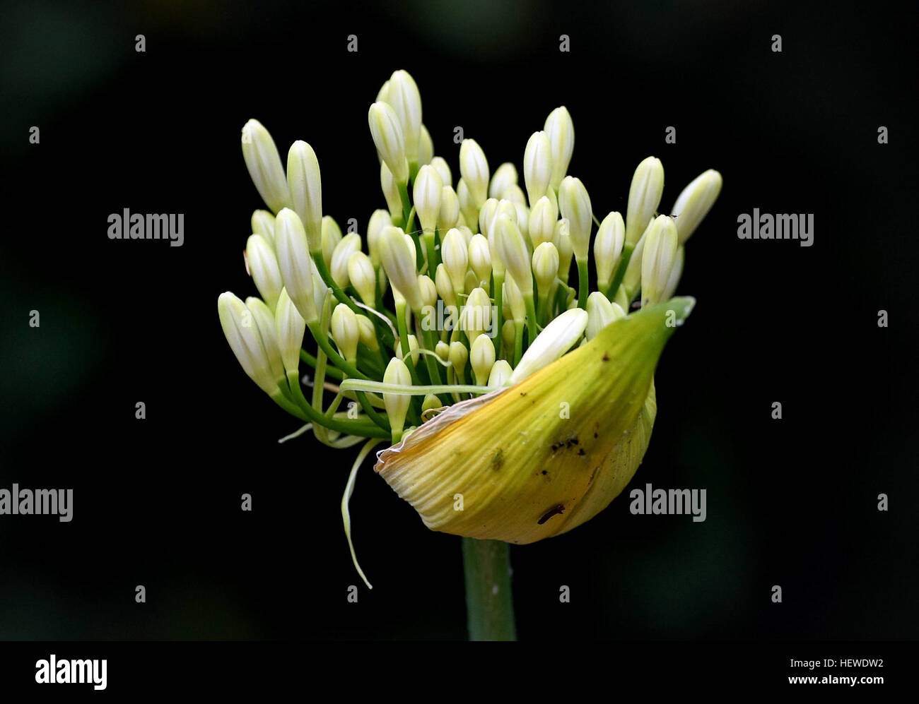 Agapanthus (African lily) are summer-flowering perennial plants, grown for their showy flowers, commonly in shades of blue and purple, but also white and pink. They thrive in any well-drained, sunny position in the garden, or grow these beauties in containers. Stock Photo