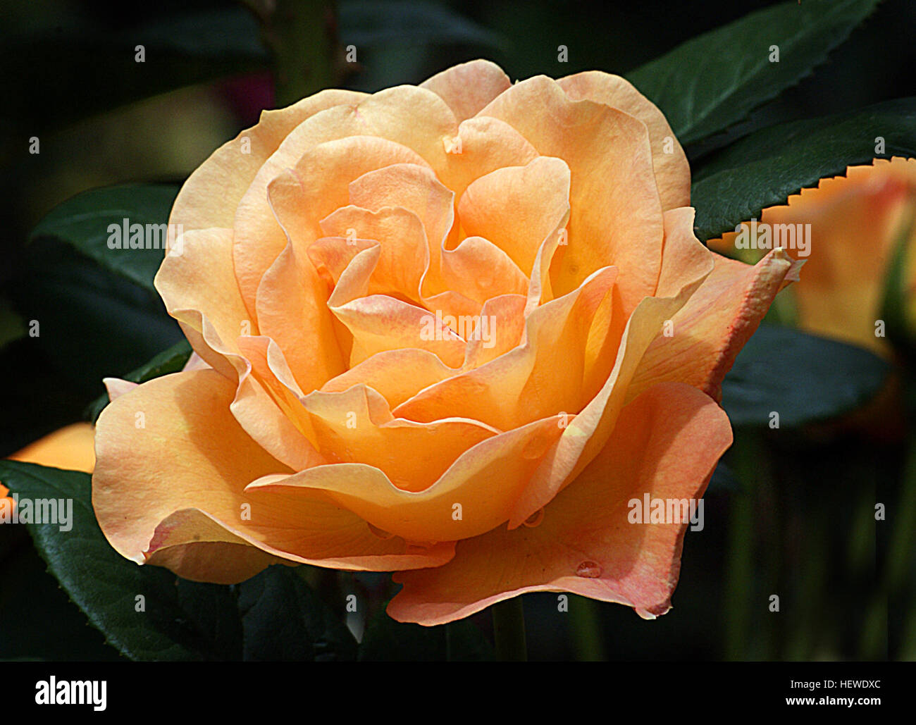Burma Star Rose High Resolution Stock Photography And Images Alamy