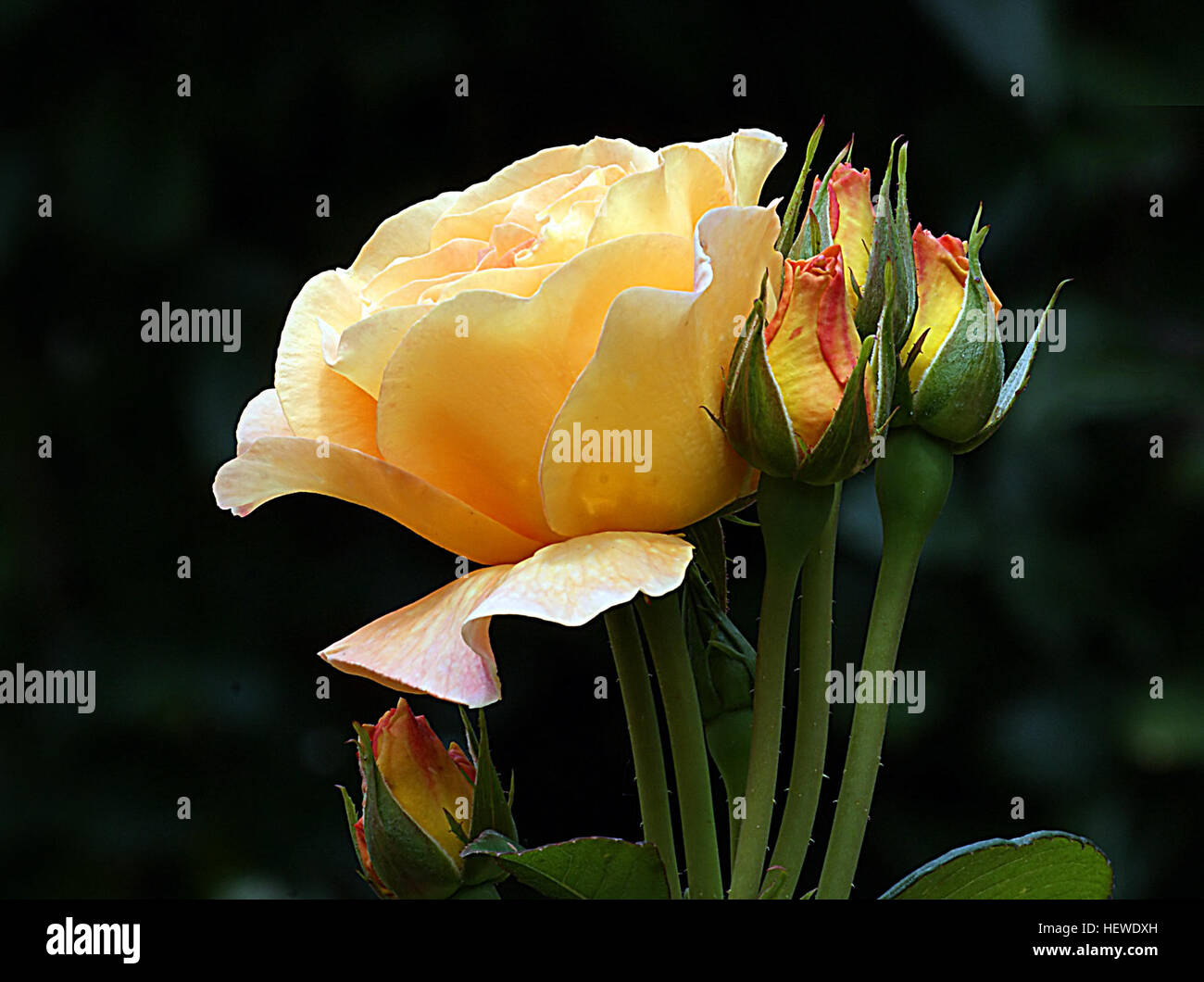 ication (,),Blooms,Burma star rose,florals,flowers,gardens,roses Stock Photo