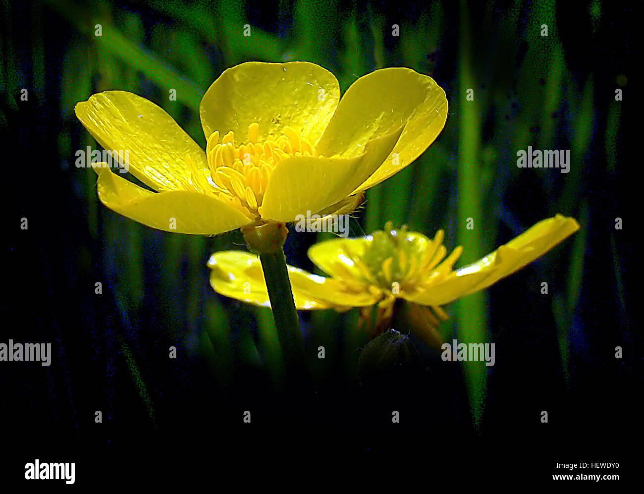Buttercups Are A Large Genus Of Flowering Plants Called Ranunculus Stock Photo Alamy Buttercups Are A Large Genus Of Flowering Plants Called Ranunculus Stock Photo Alamy