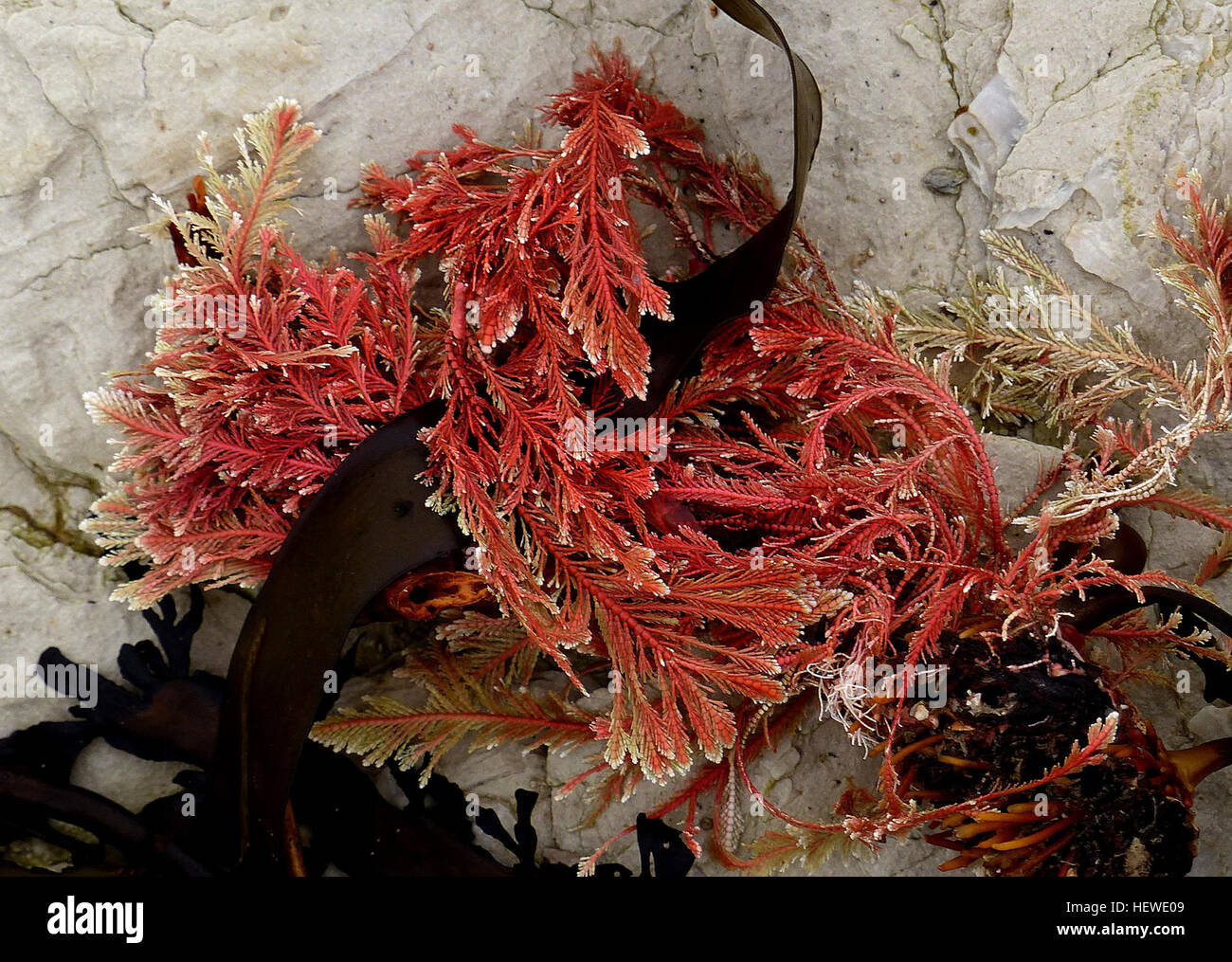 Corallina officinalis is a calcareous red seaweed which grows in the