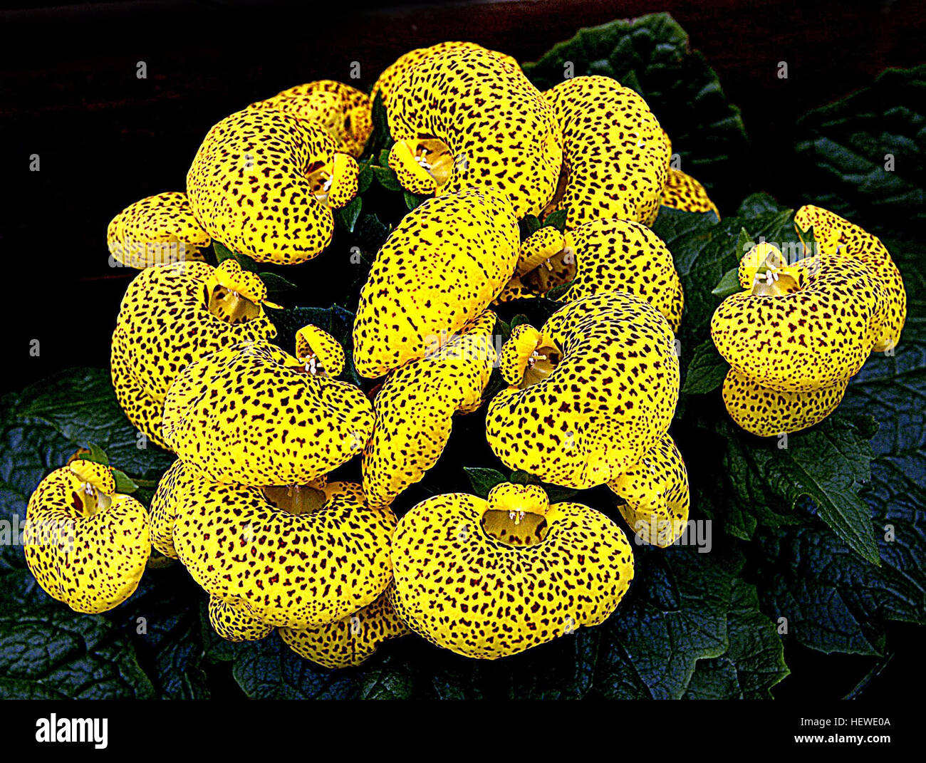 Calceolaria, also called lady's purse, slipper flower and pocketbook flower or slipperwort, is a genus of plants in the Calceolariaceae family, sometimes classified in Scrophulariaceae by some authors. This genus consists of about 388 species of shrubs, lianas and herbs, and the geographical range extends from Patagonia to central Mexico, with its distribution centre in Andean region  Calceolaria species have usually yellow or orange flowers, which can have red or purple spots. Stock Photo
