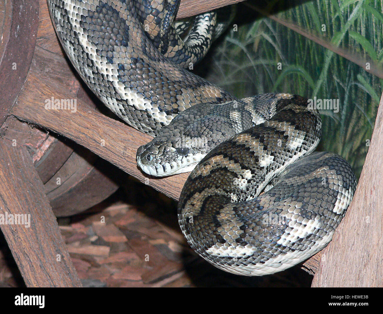 The carpet python is a large, non-venomous snake native to Australia ...