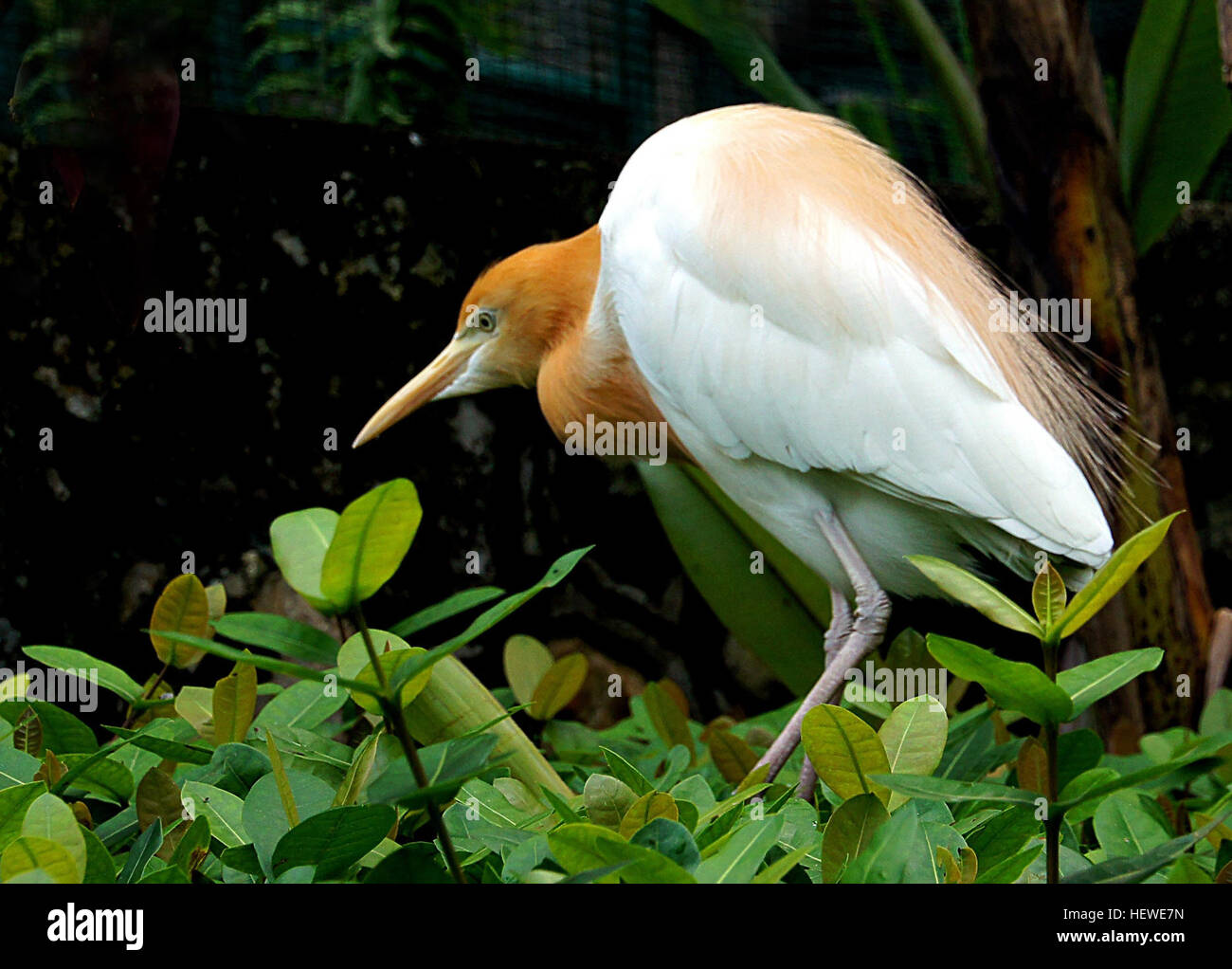 The cattle egret (Bubulcus ibis) is a cosmopolitan species of heron (family Ardeidae) found in the tropics, subtropics and warm temperate zones. It is the only member of the monotypic genus Bubulcus, although some authorities regard its two subspecies as full species, the western cattle egret and the eastern cattle egret. Despite the similarities in plumage to the egrets of the genus Egretta, it is more closely related to the herons of Ardea. Originally native to parts of Asia, Africa and Europe, it has undergone a rapid expansion in its distribution and successfully colonised much of the rest Stock Photo