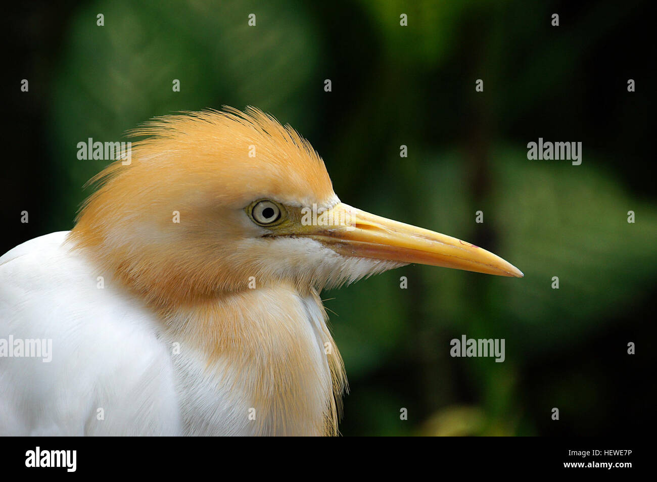 The Cattle Egret (Bubulcus ibis) is a cosmopolitan species of heron (family Ardeidae) found in the tropics, subtropics and warm temperate zones. It is the only member of the monotypic genus Bubulcus, although some authorities regard its two subspecies as full species, the Western Cattle Egret and the Eastern Cattle Egret. Despite the similarities in plumage to the egrets of the genus Egretta, it is more closely related to the herons of Ardea. Originally native to parts of Asia, Africa and Europe, it has undergone a rapid expansion in its distribution and successfully colonised much of the rest Stock Photo