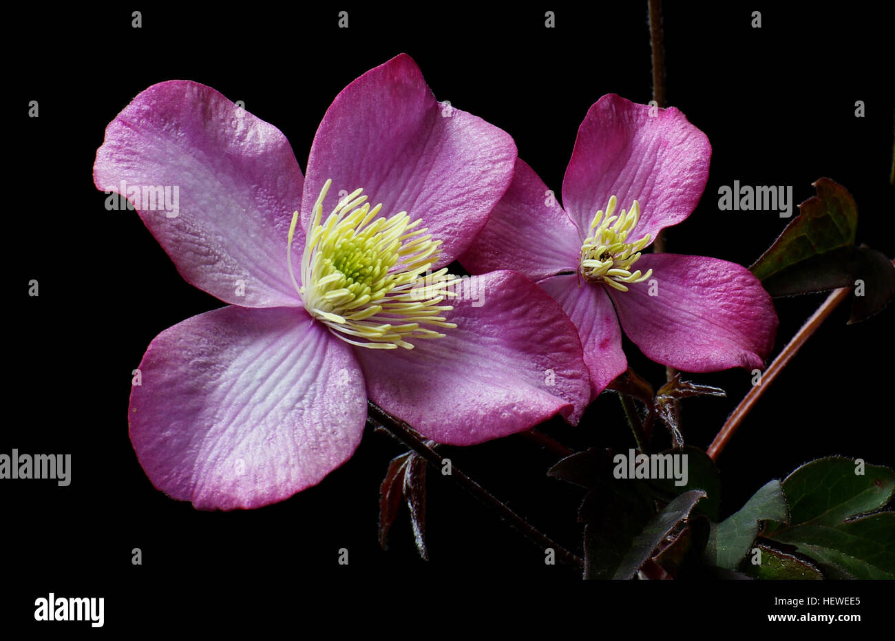 Clematis Elizabeth has vanillascented pale pink flowers in abundance