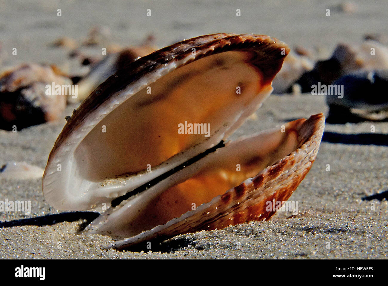 Live scallops hires stock photography and images Alamy