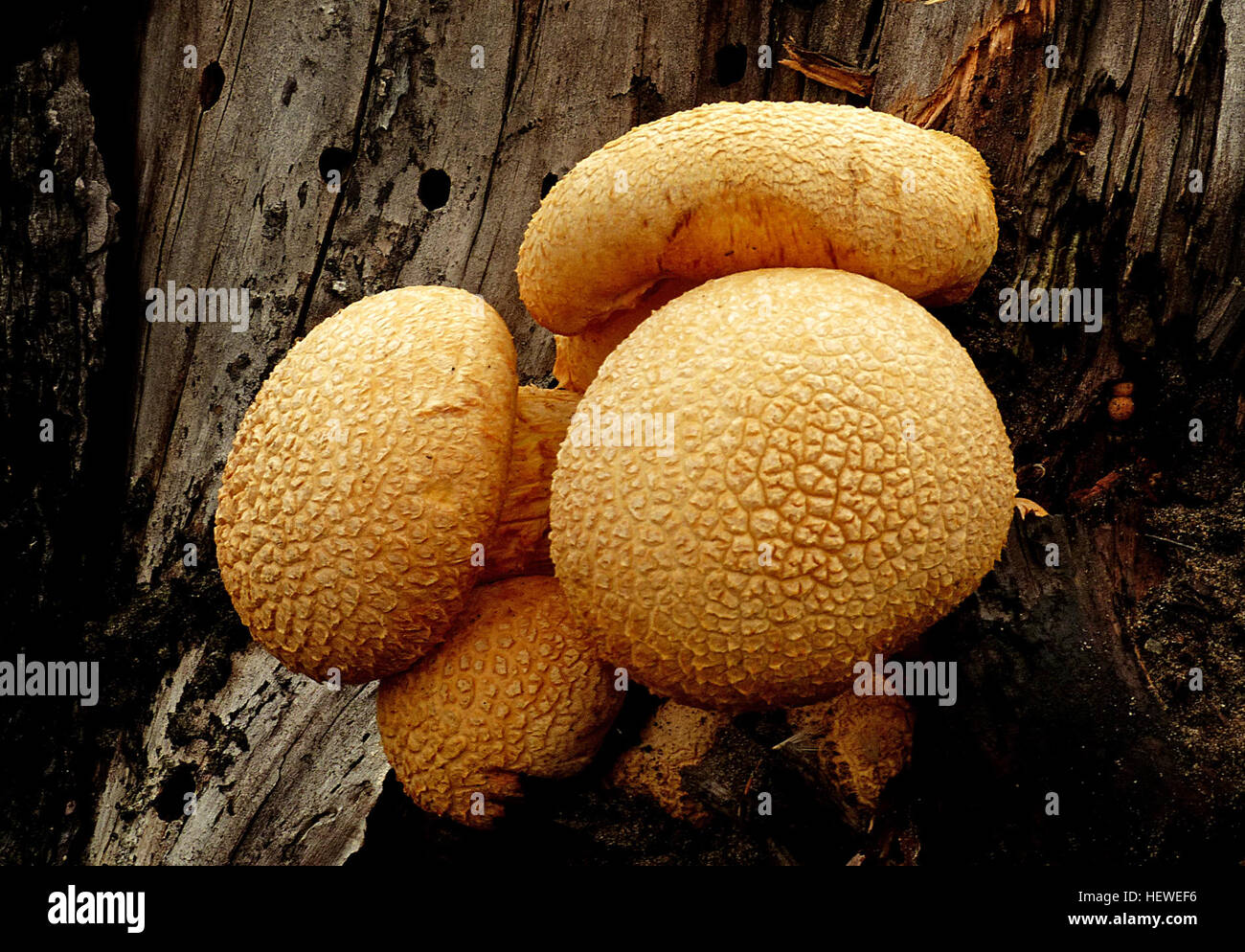 Laughing gym mushroom High Resolution Stock Photography and Images Alamy