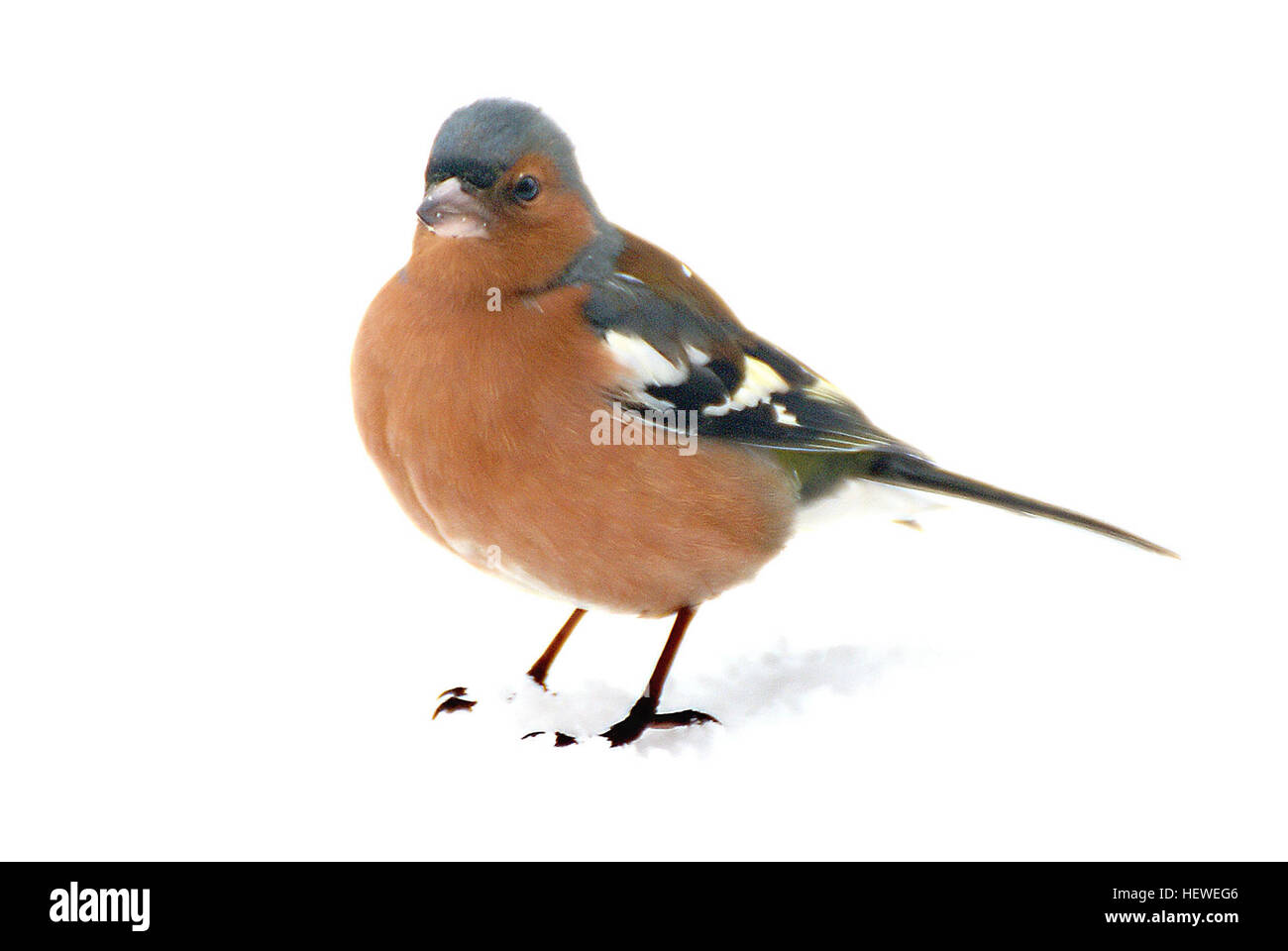 The common chaffinch, usually known simply as the chaffinch, is a common and widespread small passerine bird in the finch family. The male is brightly coloured with a blue-grey cap and rust-red underparts. Stock Photo