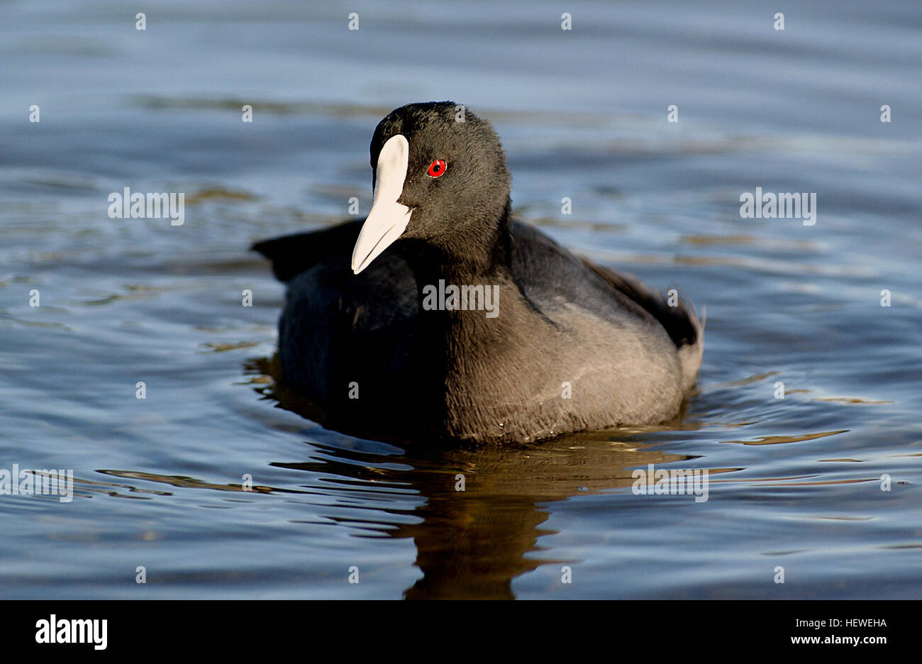 Coots are mid-sized waders in the genus Fulica. Technically rails, coots are far more confiding and boldly colored than most of their kin in the family Rallidae. In fact, coots tend to live out loud under our very noses, safe from the scrutiny of an uninformed public that usually mistakes them for ducks in local parks. They resemble stealth gallinules in ninja plumage of black shading down to hues of soot and plumbeous. However, with their pugnacious, territorial ways and bold bills and frontal shields, they’re not sneaking up on anybody! Stock Photo