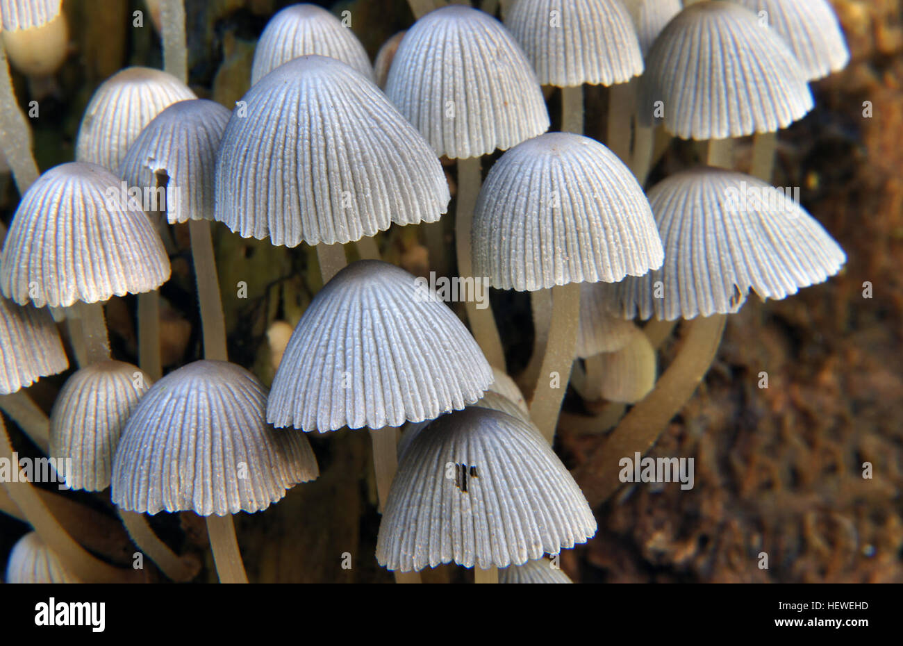 Coprinoid mushrooms hi-res stock photography and images - Alamy
