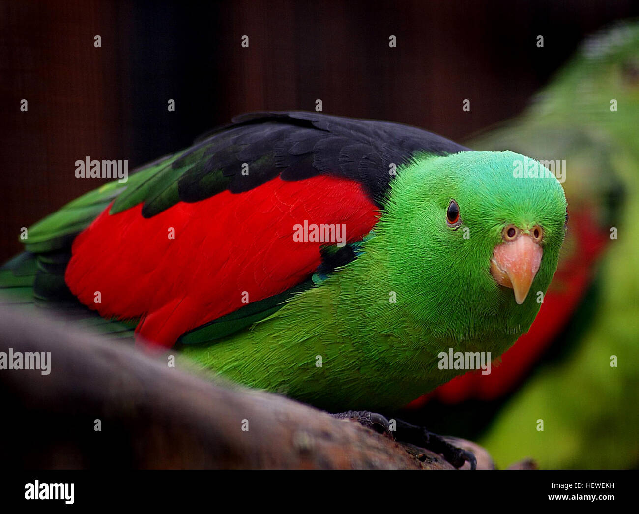The Red-winged parrot is typically about 30 to 33 cm (12–13 in) in length. Both sexes have bright red wings and a bright green body. The male birds have a black nape, lower blue back and rump with a yellow tip on their tail, an orange bill and grey feet. The female birds on the other hand have a yellowish green body and the wings have red and pink trimmings on their wings. Also distinguishing the females are a dark iris and the lower back is a light blue colour. Juveniles have orange/yellow beaks and pale brown irises, and otherwise resemble females in colouration. Males develop adult plumage  Stock Photo