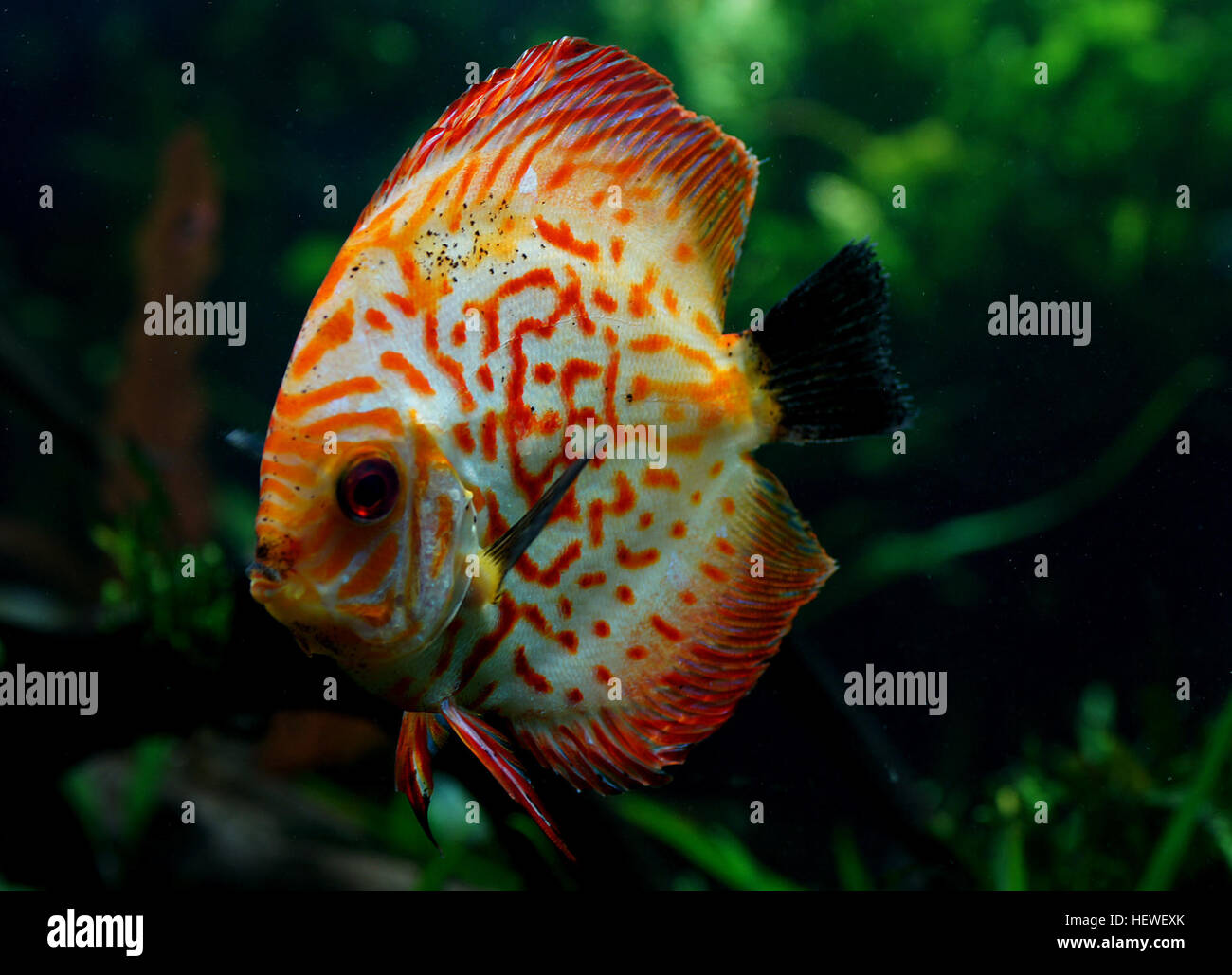 Symphysodon, colloquially known as discus, is a genus of cichlids native to the Amazon River basin. Discus are popular as aquarium fish and their aquaculture in several countries in Asia is a major industr Stock Photo
