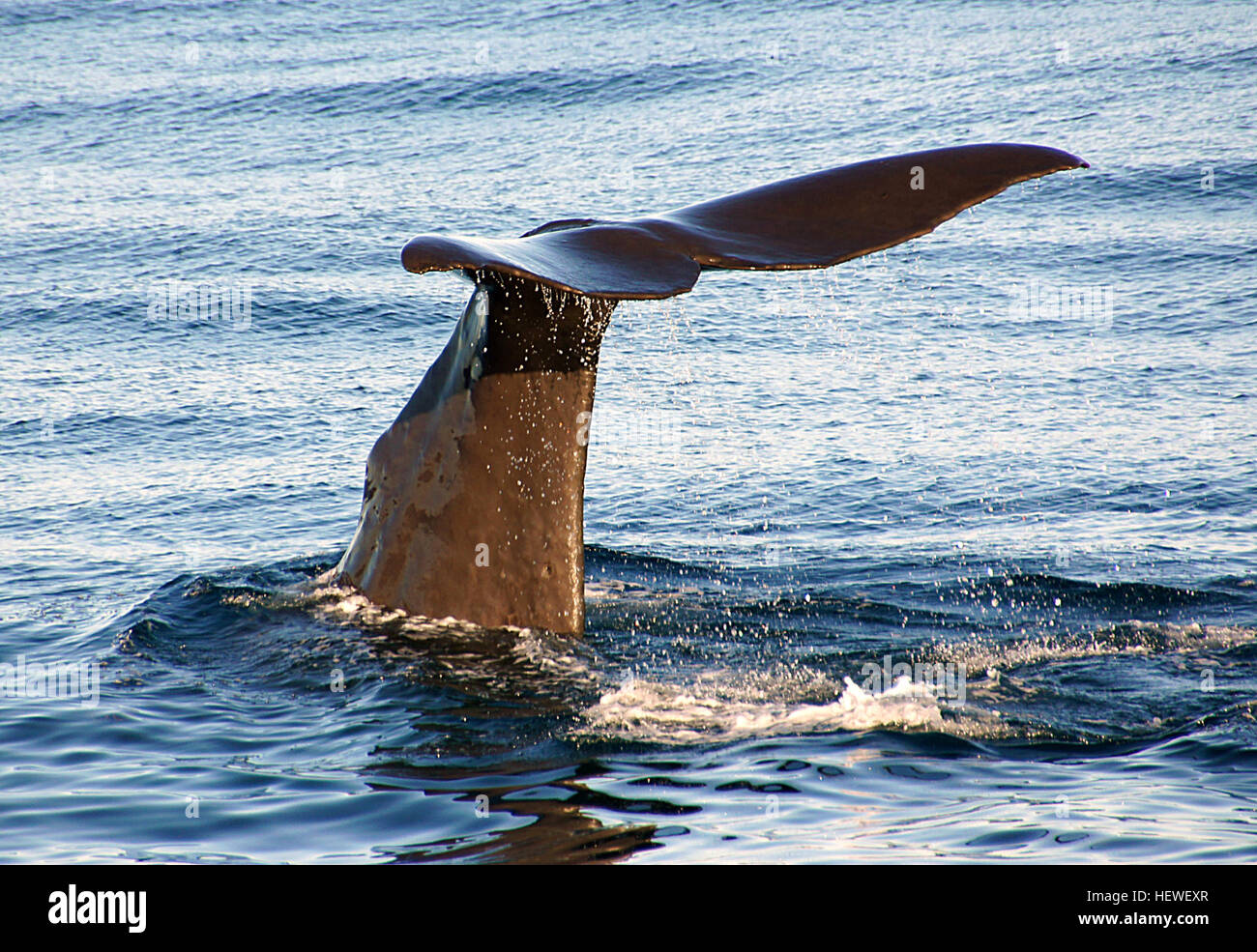 Whale With A Polka Dot Tail
