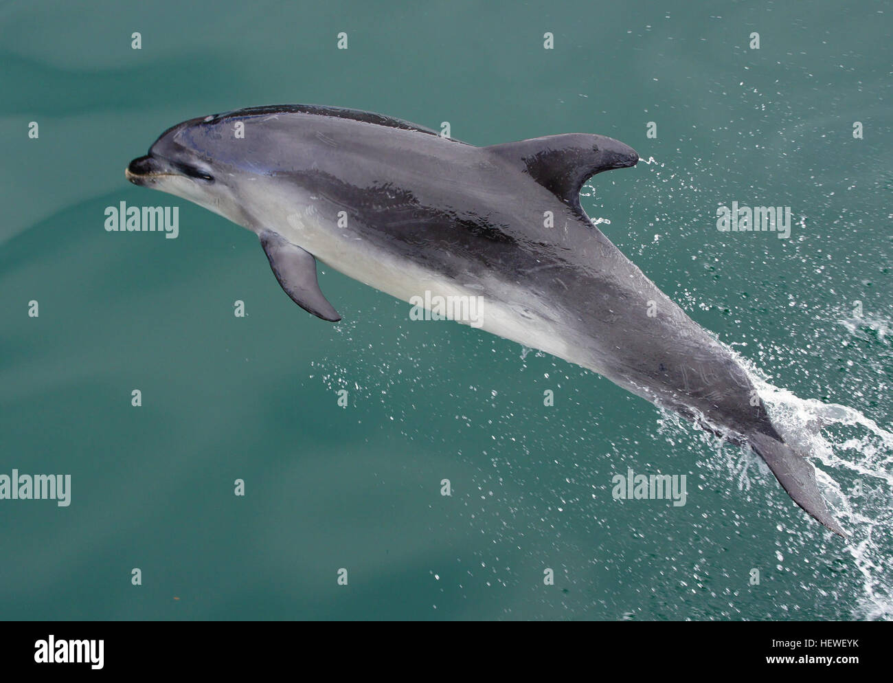 Dusky dolphins (Lagenorhynchus obscurus) are slightly smaller than common dolphins at 1.6–2.1 metres long and 50–90 kilograms in weight. They have tapered diagonal stripes along their side. Their main foods are krill, copepods and small fish. The average size of pods is 6–15, but groupings of several hundred or even thousands are often seen. Stock Photo