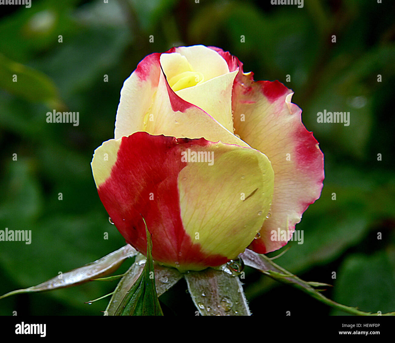 ication (,),,,Blooms,Double Delight Rose,after the rain,floral,flowers,gardening,roses Stock Photo