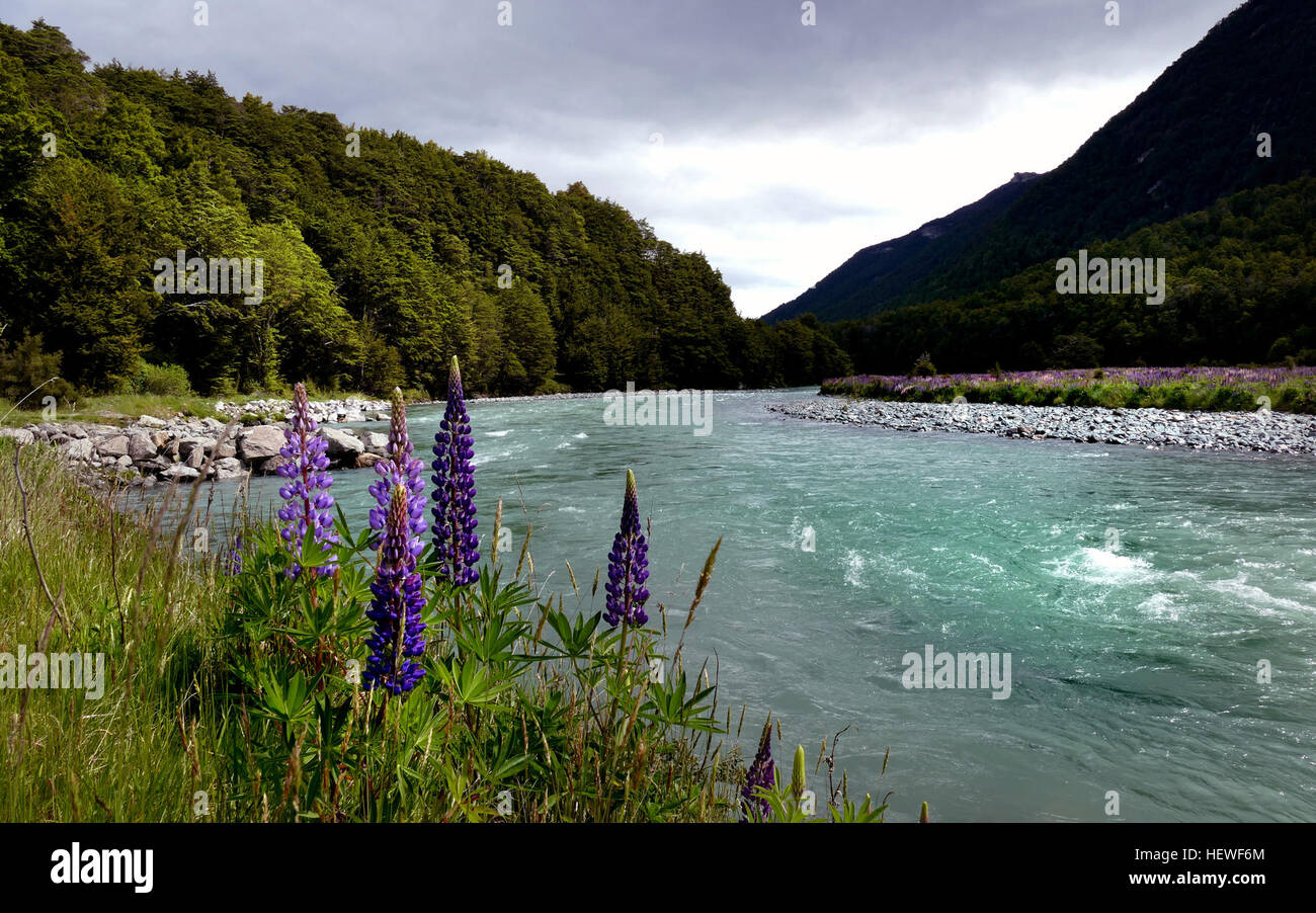 The Eglinton River is located in the region of Southland in the southwest of New Zealand. It flows through Fiordland National Park for 50 kilometres (31 mi). Its headwaters are at Lake Gunn, 25 kilometres (16 mi) east of Milford Sound, and it flows generally south before entering Lake Te Anau along the lake's eastern shore opposite the entrance to North Fiord.  For much of its length the Eglinton is accompanied by the only road in the region, State Highway 94 from Te Anau to Milford Sound. The southern end of the Milford Track is located close to the Eglinton River. Stock Photo